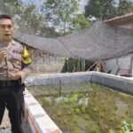 Polsek Lengkong Wujudkan Ketahanan Pangan dengan Kolam Belut dan Mina Padi.