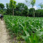 Polres Nganjuk Optimis Hasil Panen Jagung di Ngluyu dan Bagor Akan Memuaskan