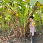 Optimalisasi Lahan Perkarangan, Polsek Prambon Dukung Ketahanan Pangan Warga