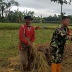 Wujud Nyata Dukung Hanpangan Nasional, Babinsa Desa Betak Dampingi Petani Panen Padi