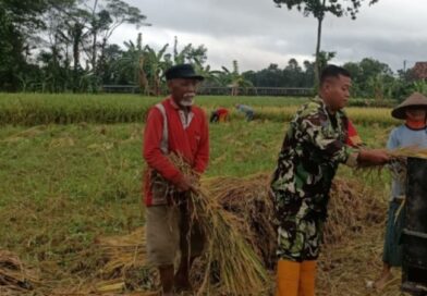 Wujud Nyata Dukung Hanpangan Nasional, Babinsa Desa Betak Dampingi Petani Panen Padi