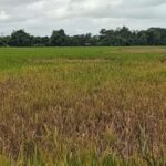 Trenggalek Darurat Wereng: Ratusan Hektare Sawah Terancam Gagal Panen