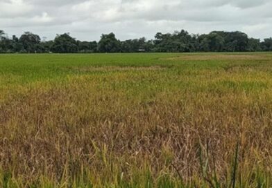 Trenggalek Darurat Wereng: Ratusan Hektare Sawah Terancam Gagal Panen