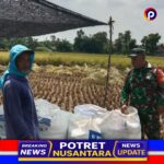 Pendampingan Panen Padi oleh Babinsa: Wujud Dukung Ketahanan Pangan Nasional