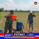 Babinsa Ariyojeding Dampingi Pemupukan Jagung Dukung Program Hanpangan Nasional