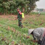 Tingkatkan Produktivitas Jagung, Babinsa Winong Ajak Petani Kendalikan Hama Sejak Dini