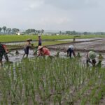 Dukung Ketahanan Pangan Nasional, Serma Agus Dampingi Petani Tanam Padi